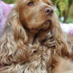 working cocker spaniel