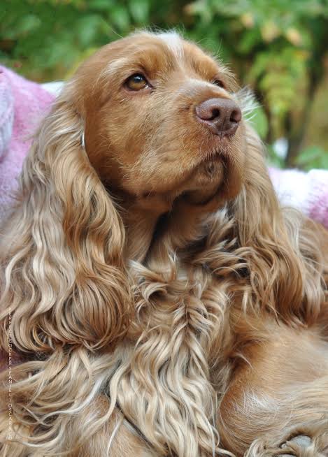 working cocker spaniel